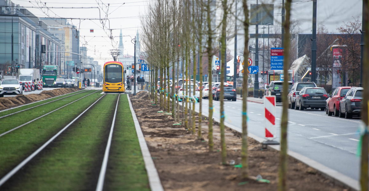 Marszałkowska, Zgoda, plac Bankowy – nowe drzewa w Śródmieściu