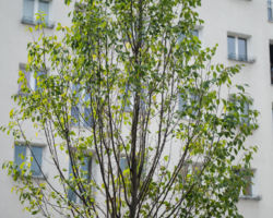 Nasadzona zieleń przy ul. Górczewskiej.