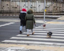 Kobiety z psem na przejściu dla pieszych.