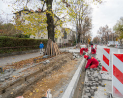 Ulica Francuska będzie bardziej zielona.