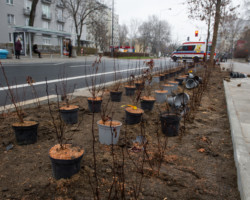 Nasadzenia zieleni przy ul. Saskiej.