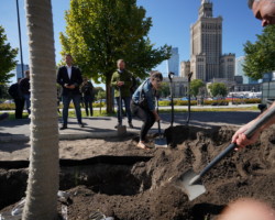 Sadzenie zieleni przy ul. Marszałkowskiej wzdłuż pl. Defilad zaczęliśmy od drzew. 34 lipy srebrzyste 'Varsaviensis' otoczyliśmy m.in. irgą błyszczącą.