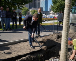 Sadzenie zieleni przy ul. Marszałkowskiej wzdłuż pl. Defilad zaczęliśmy od drzew. 34 lipy srebrzyste 'Varsaviensis' otoczyliśmy m.in. irgą błyszczącą.