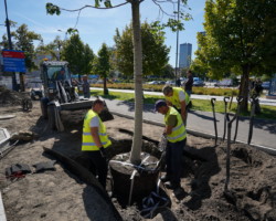 Sadzenie zieleni przy ul. Marszałkowskiej wzdłuż pl. Defilad zaczęliśmy od drzew. 34 lipy srebrzyste 'Varsaviensis' otoczyliśmy m.in. irgą błyszczącą.