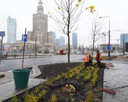 Sadzenie drzew na rondzie Dmowskiego zainaugurowały władze Warszawy z prezydentem Rafałem Trzaskowskim na czele.