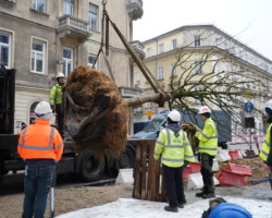 Sadzenie pierwszego drzewa na placu Pięciu Rogów.