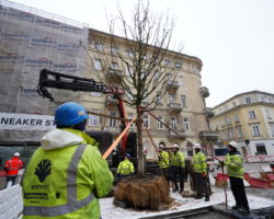 Sadzenie pierwszego drzewa na placu Pięciu Rogów.