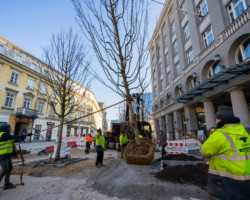 Sadzenie drzew na placu Pięciu Rogów.