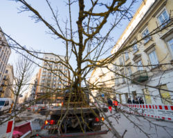 Sadzenie drzew na placu Pięciu Rogów.