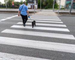 Osoba spacerująca z psem na przejściu dla pieszych.