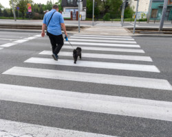 Osoba spacerująca z psem na przejściu dla pieszych.