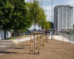 Zasadzona roślinność przy metrze Kondratowicza.