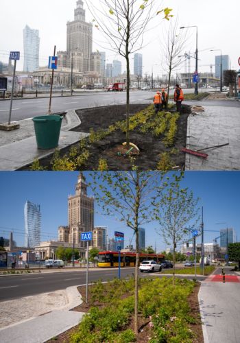 Rondo Dmowskiego przed i po rozwinięciu się zieleni.