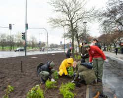 Wspólne sadzenie na Kondratowicza w deszczowy dzień