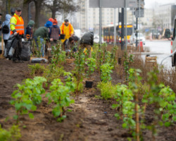 Coraz więcej posadzonych drzew. Kondratowicza się zazieleniła