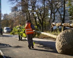 Trwa sadzenie nowych drzew wzdłuż ul. Marszałkowskiej