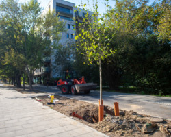 Sadzenie drzew na ul. Jana Kazimierza.