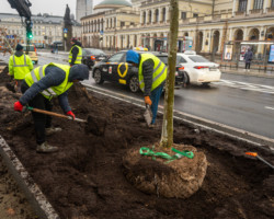 Sadzenie drzew na pl. Bankowym.