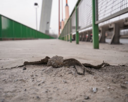 Ciąg pieszo-rowerowy na moście Siekierkowskim.